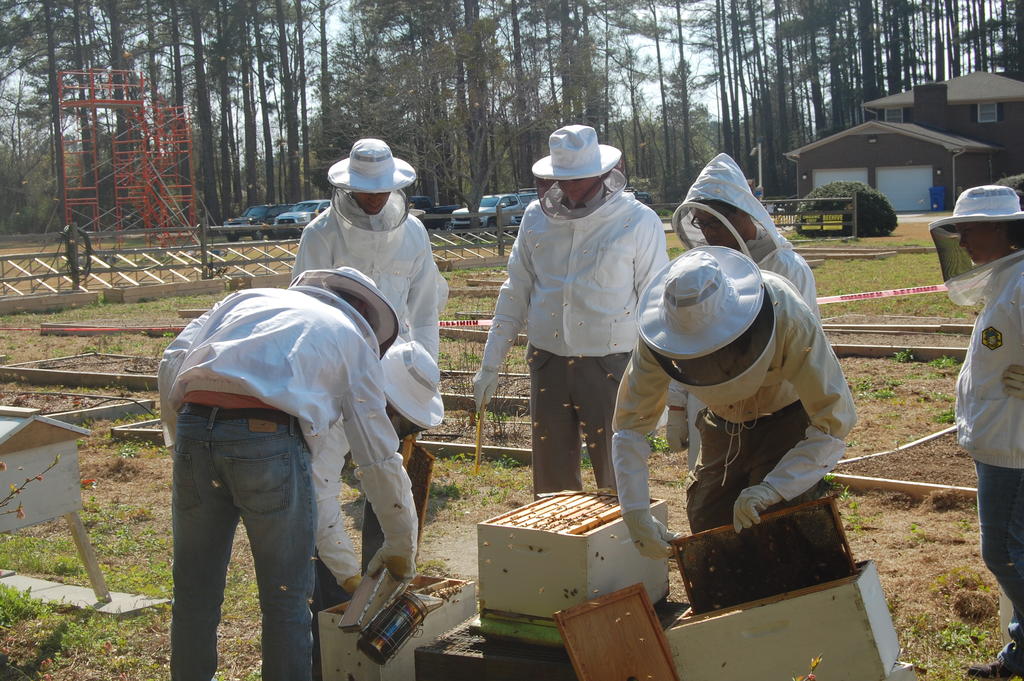 Beekeepers working in hives