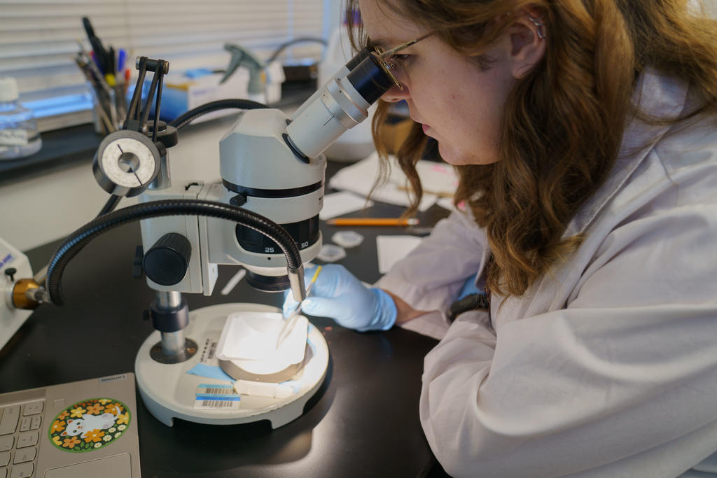 Students are Mentored in Biology Research (BIO 4990)
