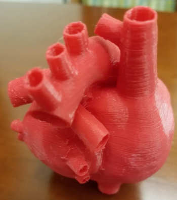 3D model heart