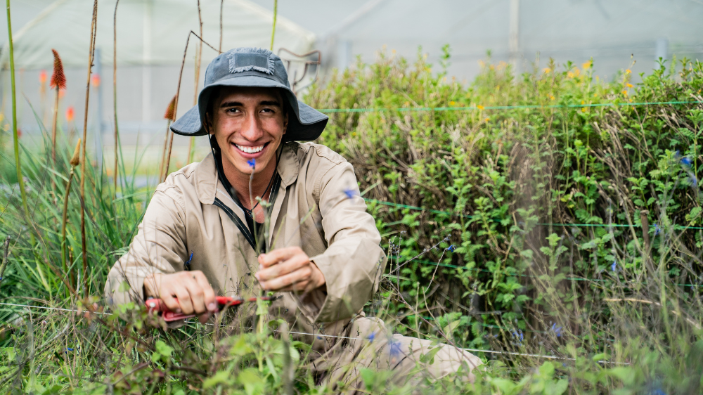 Agriculture student conducts hands-on plant work in a campus greenhouse