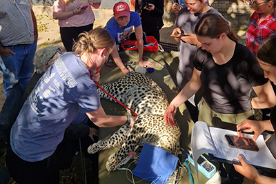 Caring for a jaguar in Zimbabwe