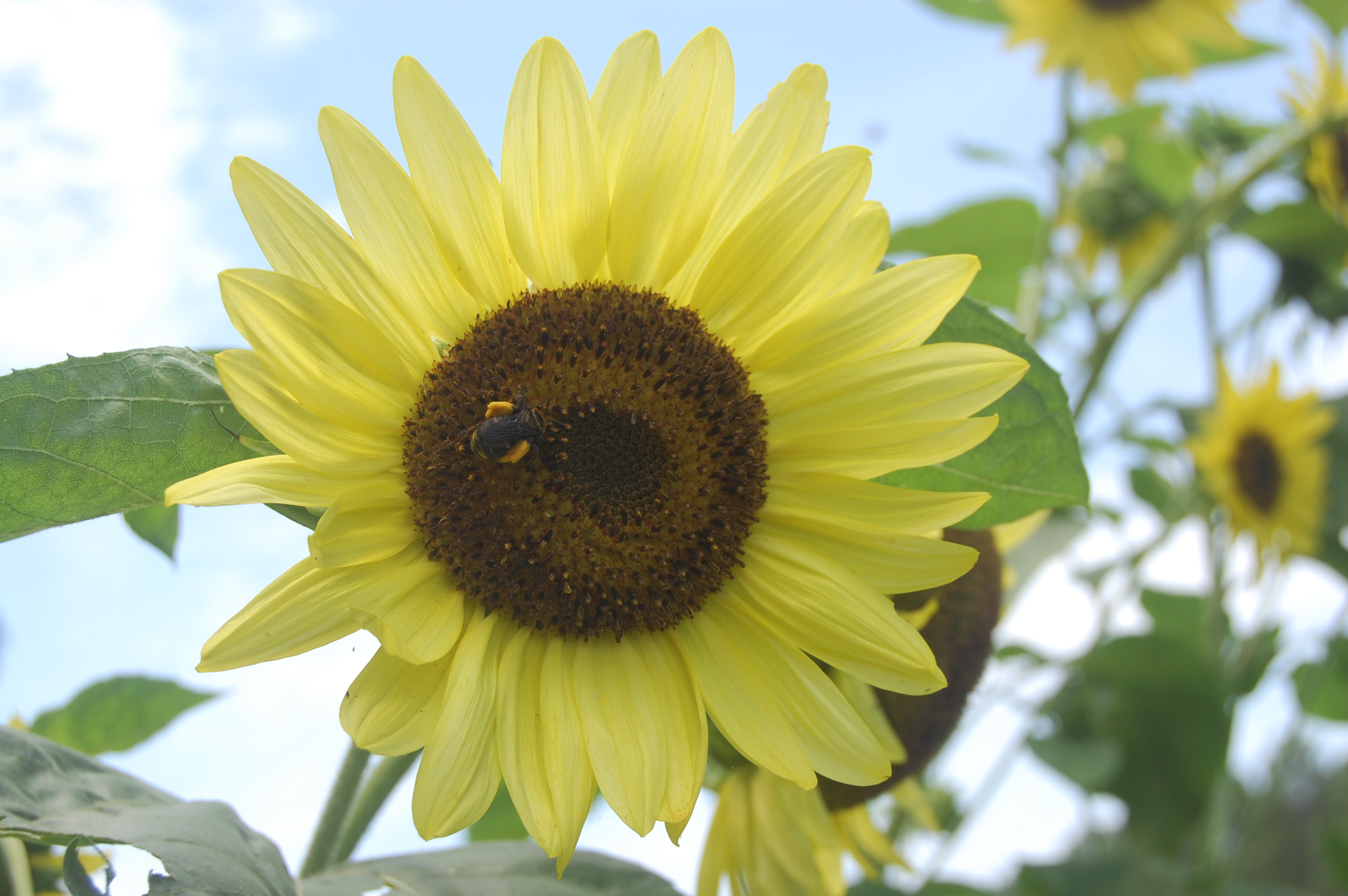 close up of sunflower with a bee sitting on it