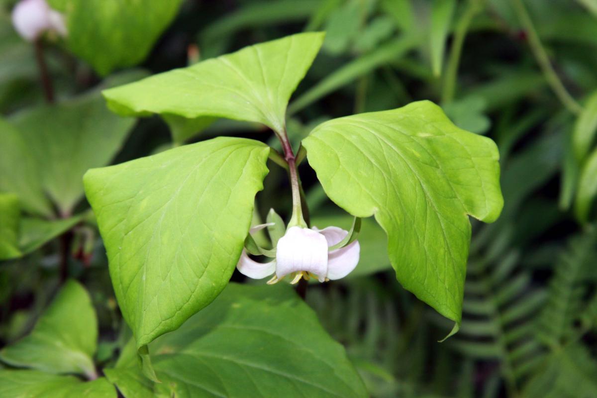 Trillium cernuum