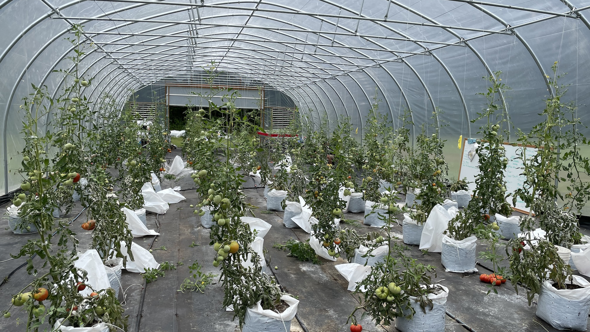 Tomatoes thrive in grow bags inside the high tunnel greenhouse.