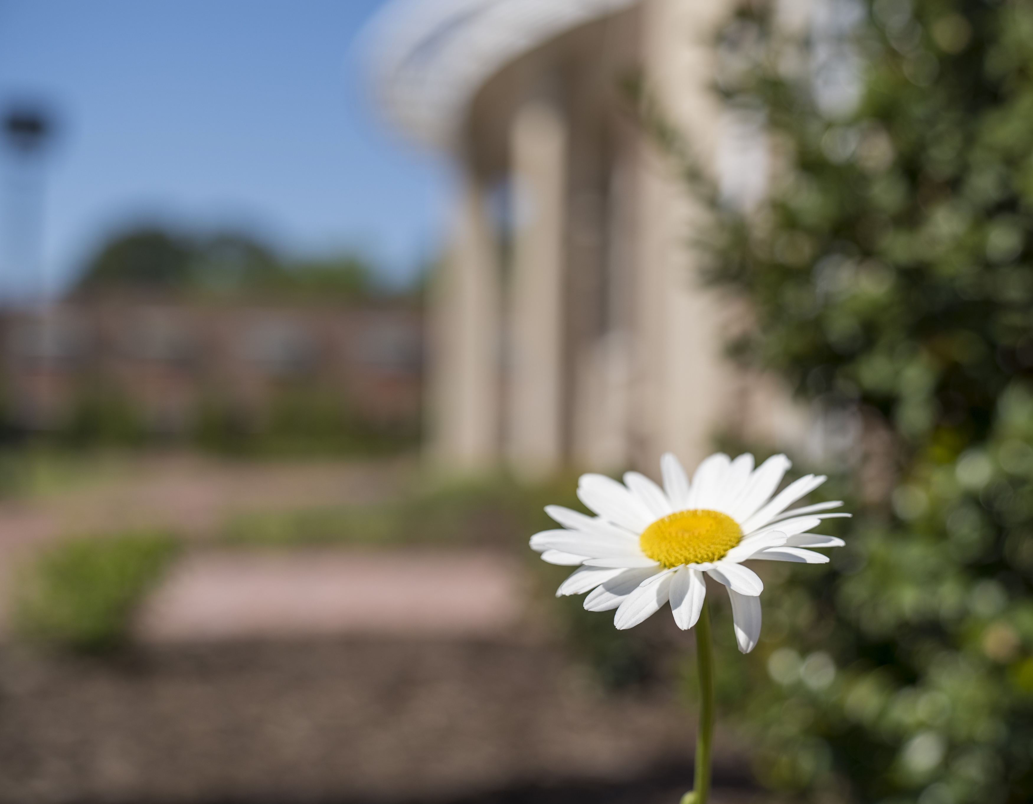 James A. Thomas Hall with flower