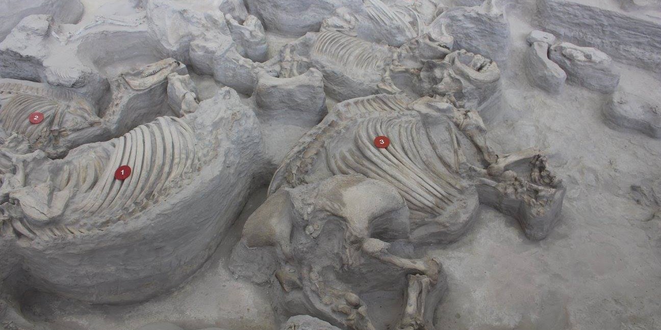 Rhino and horse fossils visited by UNCP students on an excursion to Nebraska.