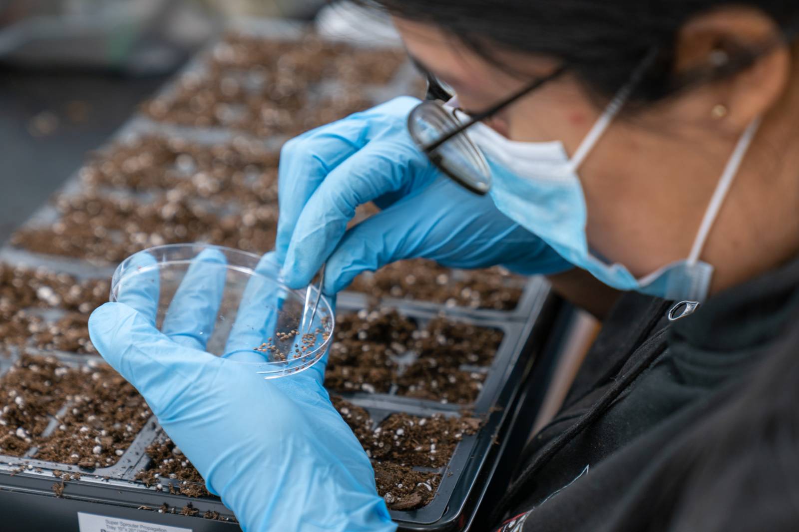 Student in a biology lab working with plants