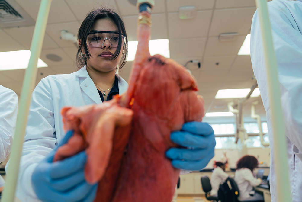Biology Respiratory System lab UNCP