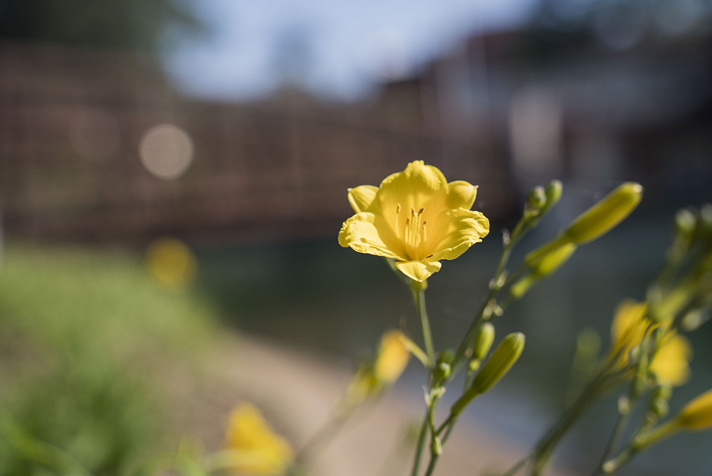 Yellow flower in focus with a backdrop of the bridge and clocktower bulrry, in the quad on the campus of UNC Pembroke.