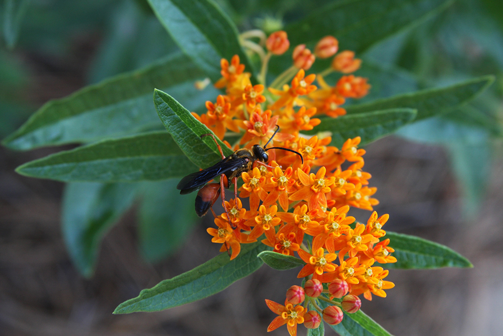 Butterfly Milkweed