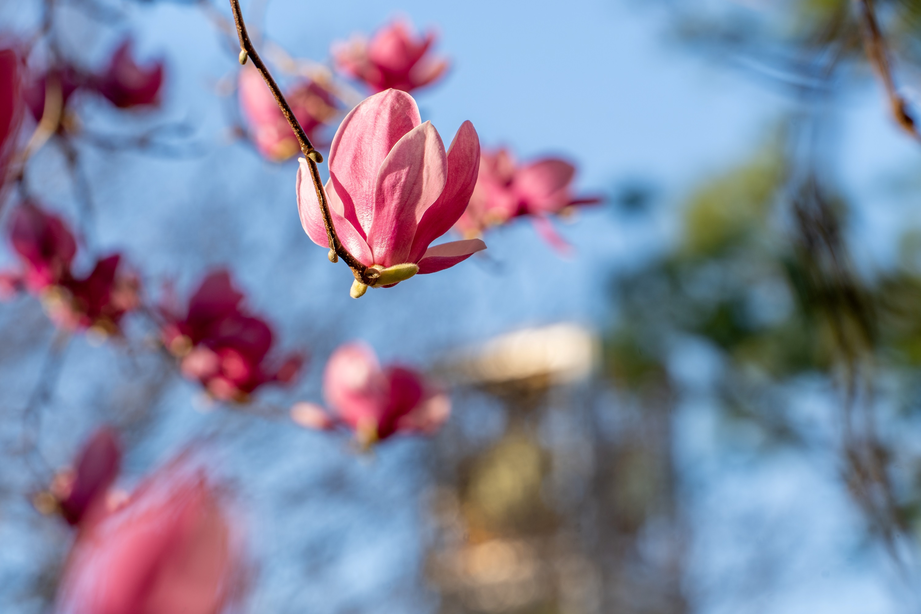 Pink flowering tree blossom with a clock tower in the background.