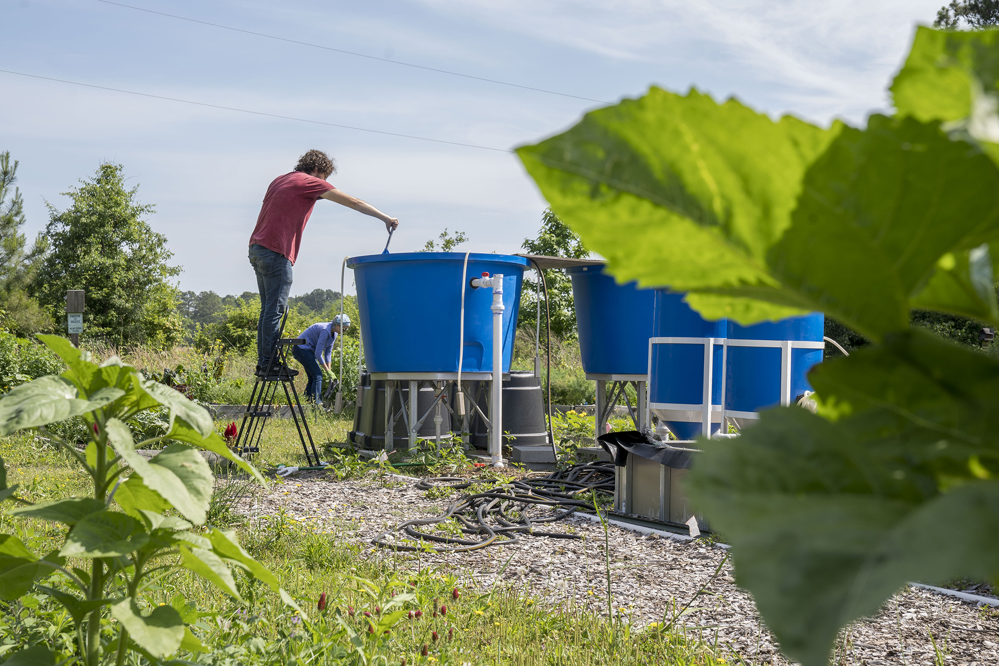 Agriculture student working with blue bins in the garden
