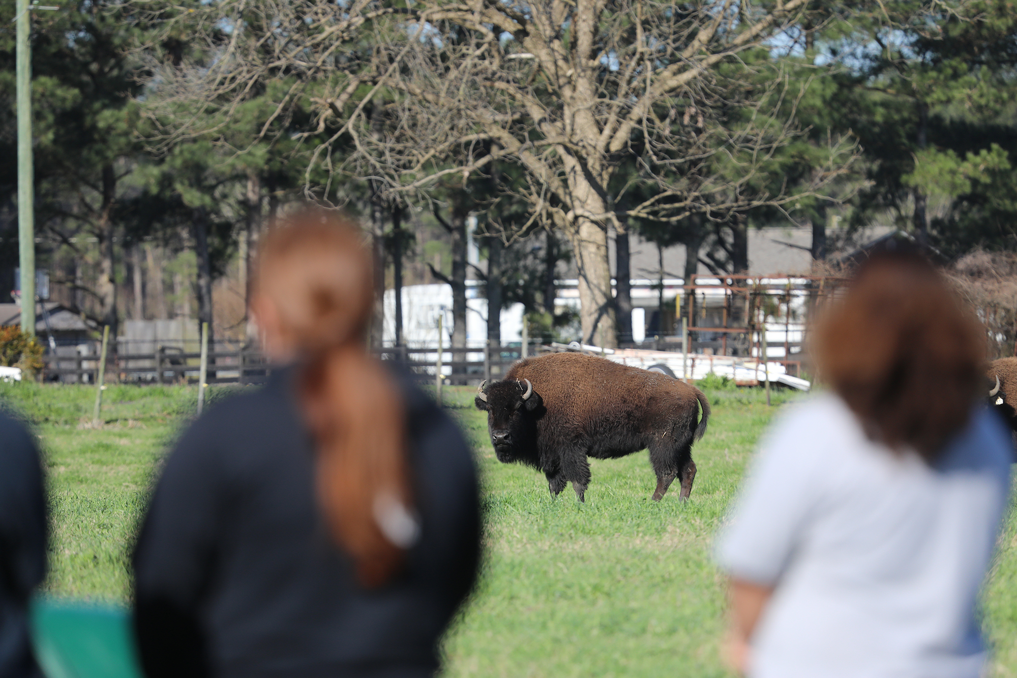 Two agriculture students stand within view of a buffalo.