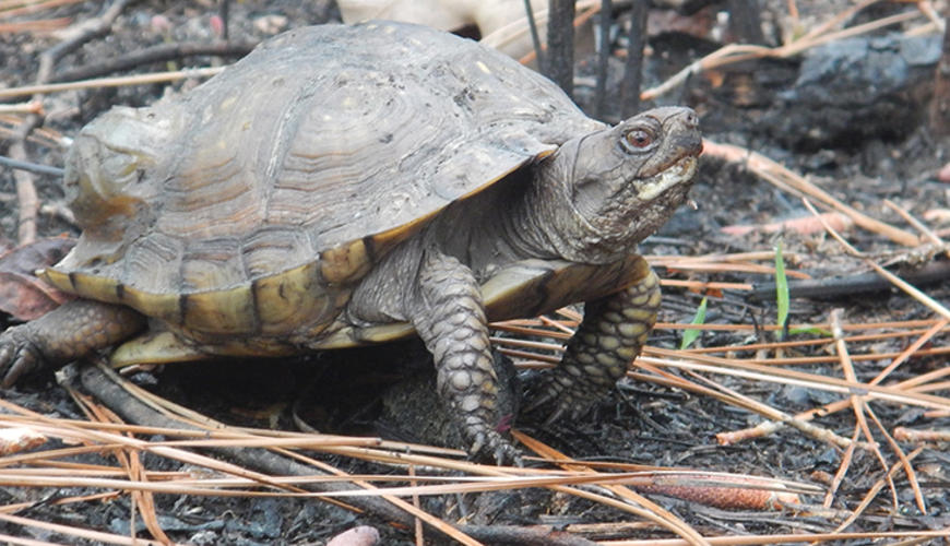Box turtle in a recently burned longleaf pine ecosystem (@photo by John Roe)
