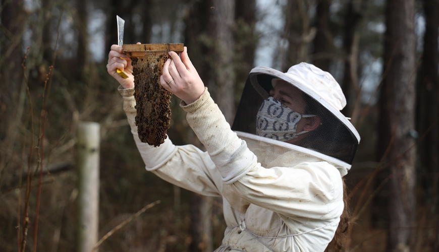 Bee keeper holding bees