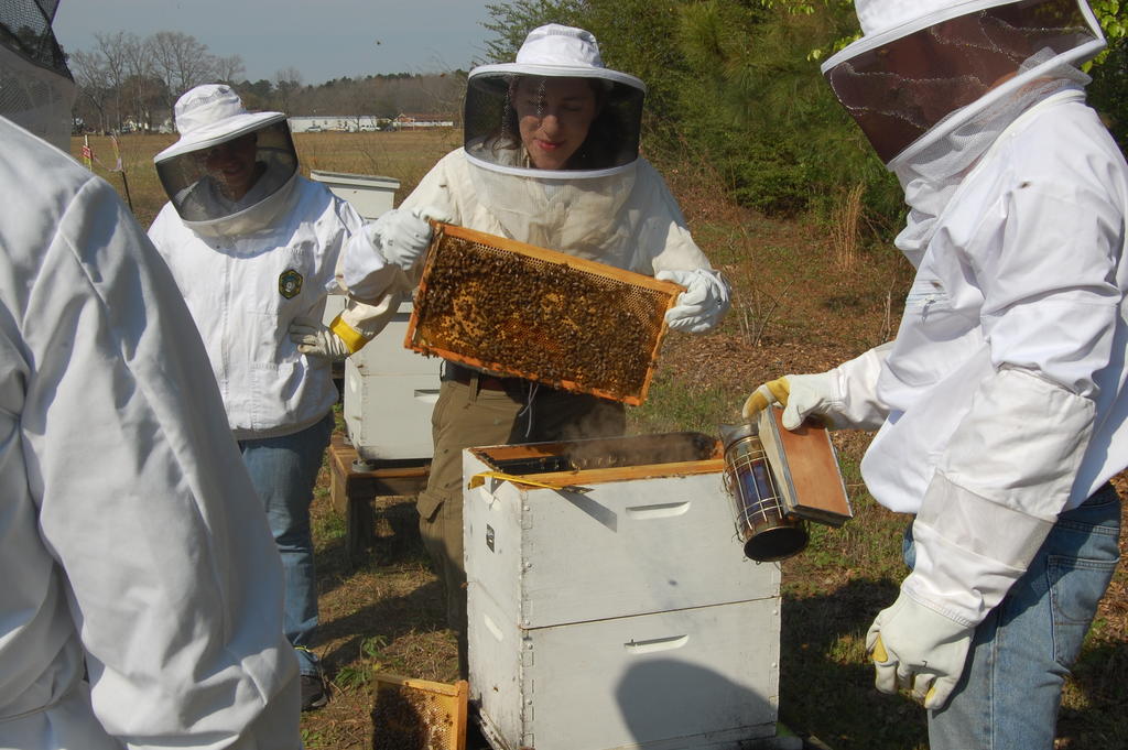 Beehive tray