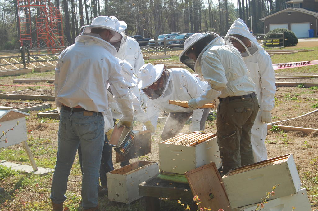 Examining a beehive