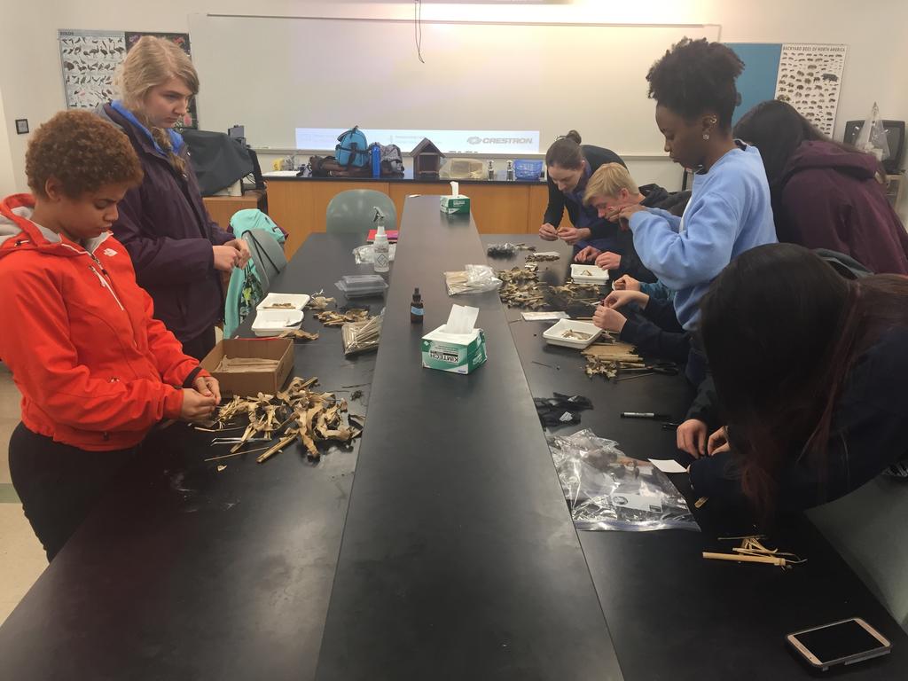 Students work to carefully open twigs housing bee cocoons