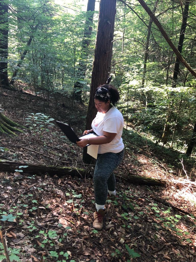Jasmine measuring forest trees