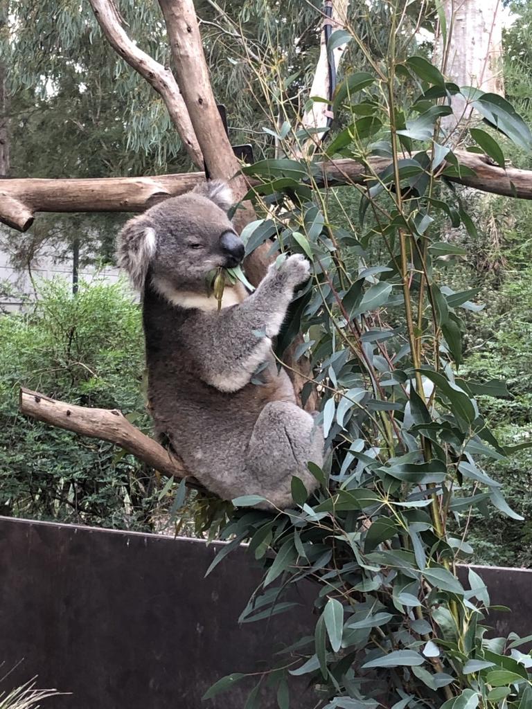 Watching a new koala friend enjoy lunch at Healesville Sanctuary, which focuses on protecting and education about native Australian animals.