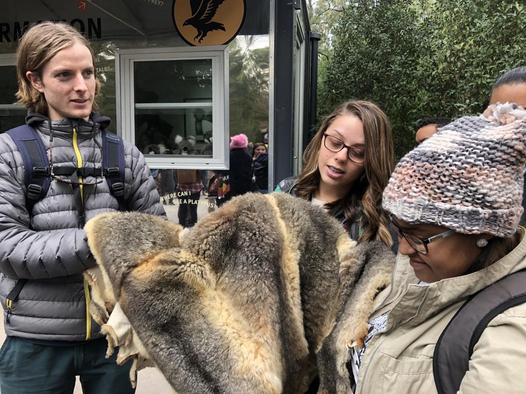 Swinburne student Matteo Meirelles, and UNCP students Caylee Holden and Chandra Jacobs at the Healesville Sanctuary admiring a lush Australian possum pelt, used traditionally and today by Aboriginal people to make cloaks.