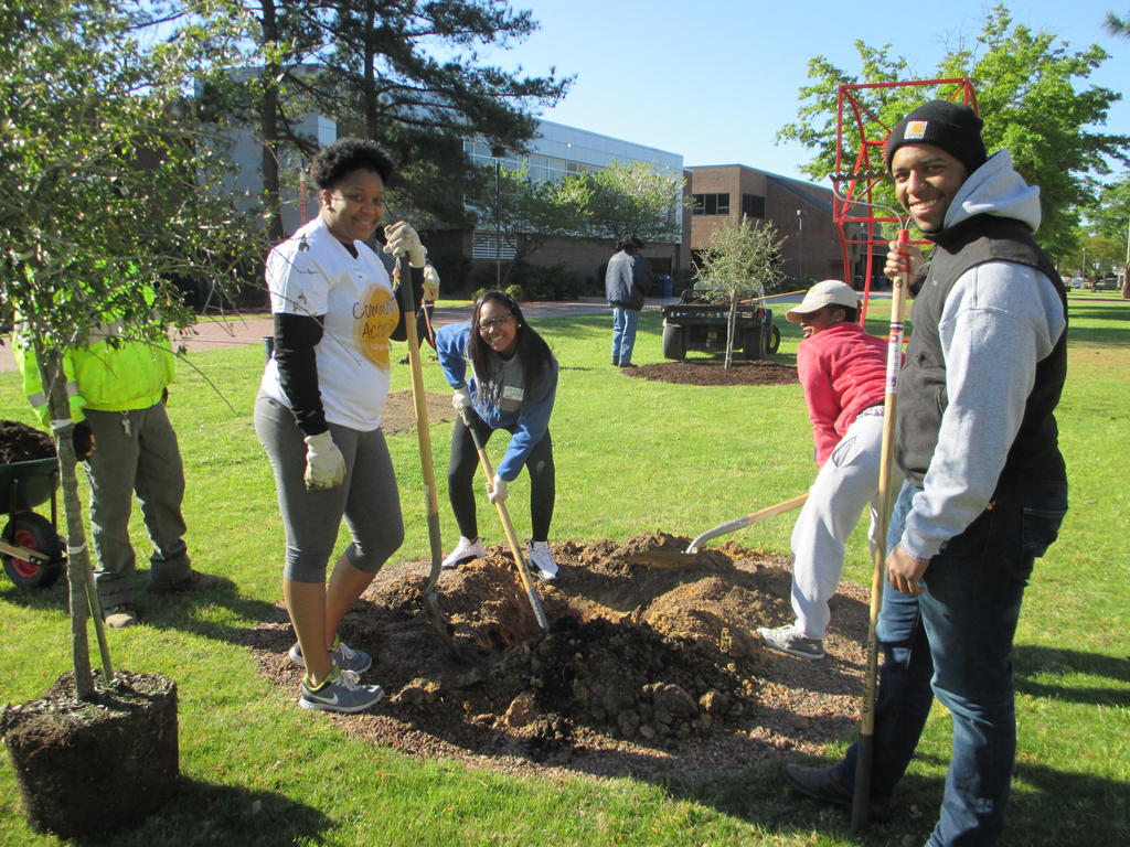 Planting tree in UC Lawn