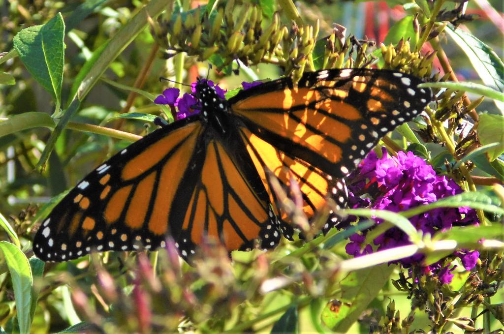 Wildflowers attract pollinators, including this monarch butterfly