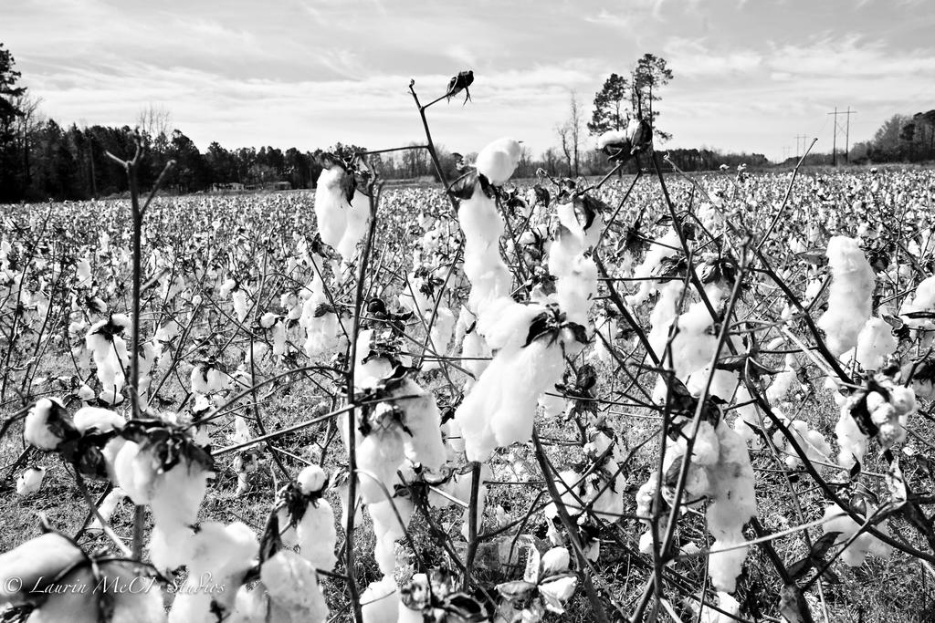 Concetta McLaurin-Wilson, "Cotton," 2019, photography