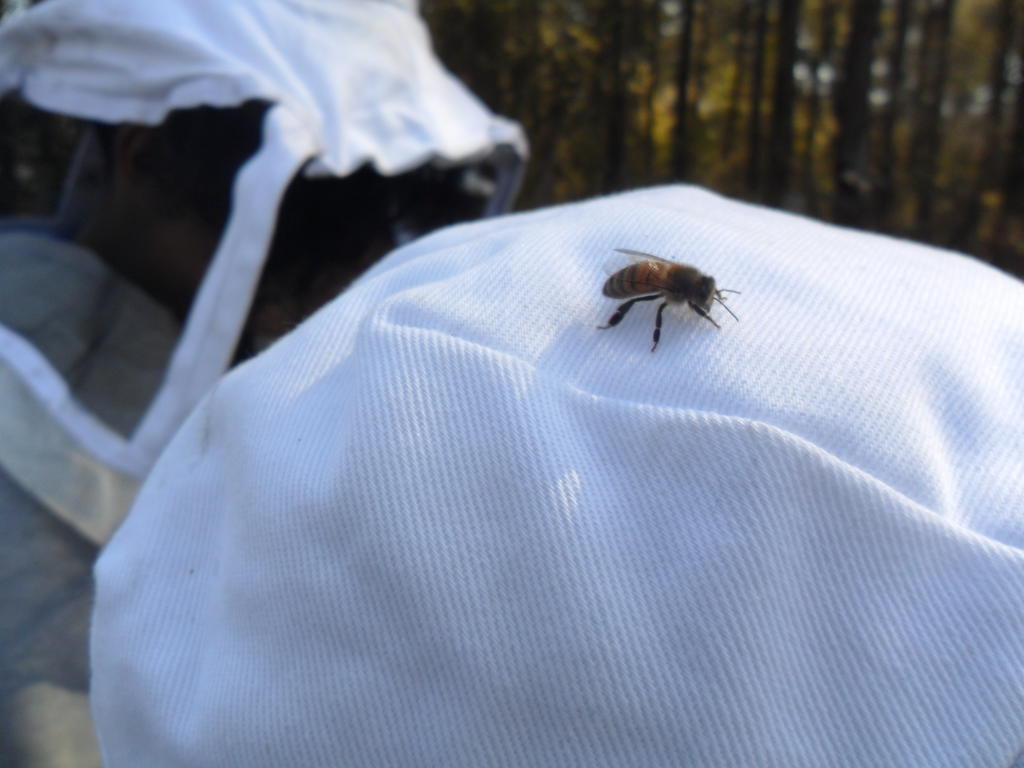 Domesticated honeybee