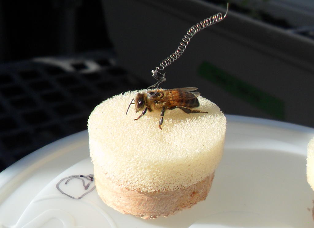 honeybee with attached radio tracker