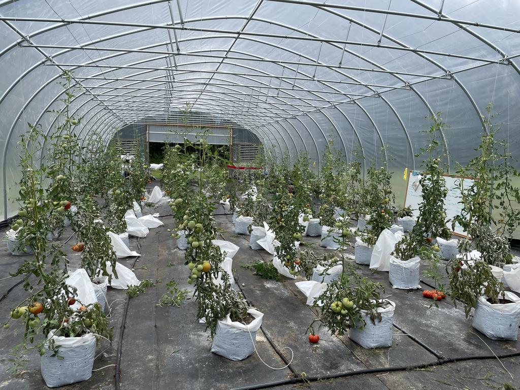 high tunnel with tomatoes planted in bags