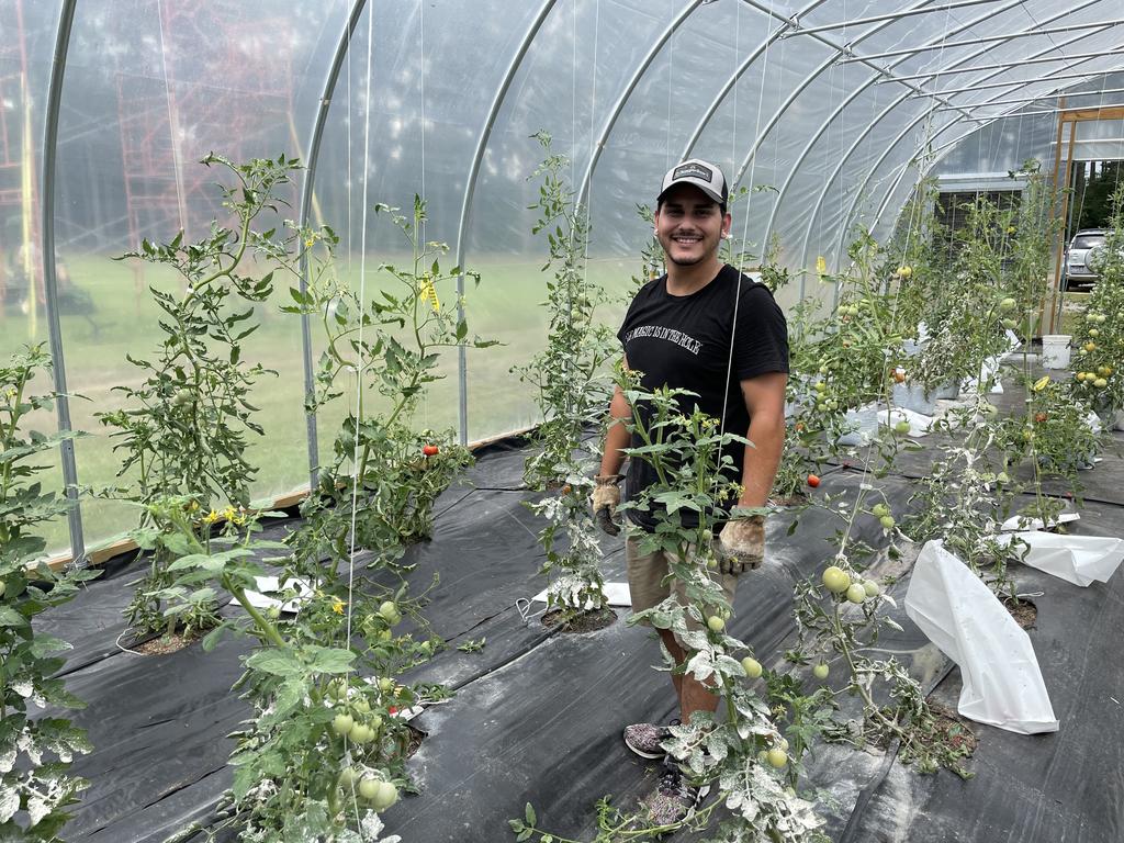 student in high tunnel with tomato plants