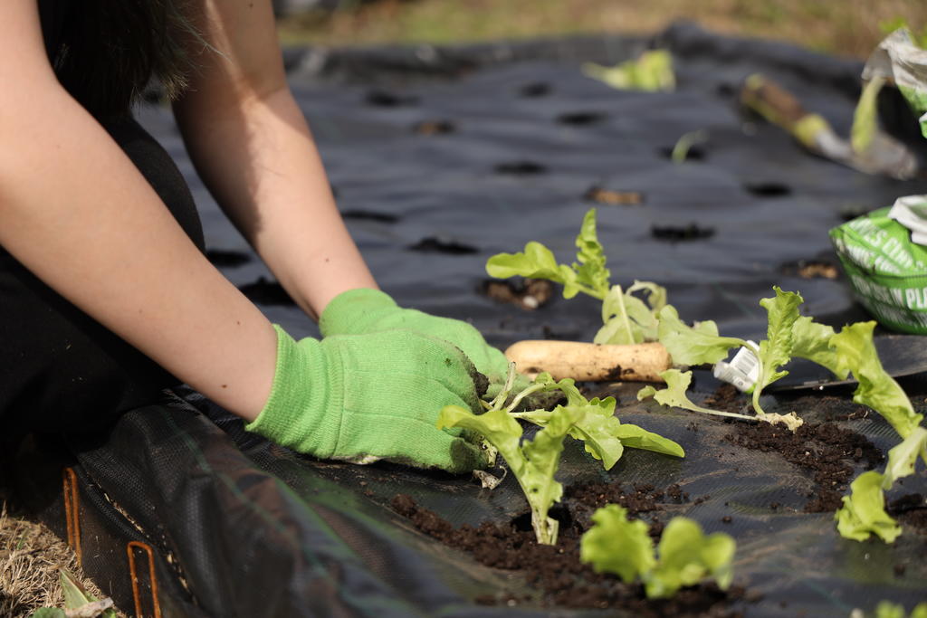 hands planting lettuce