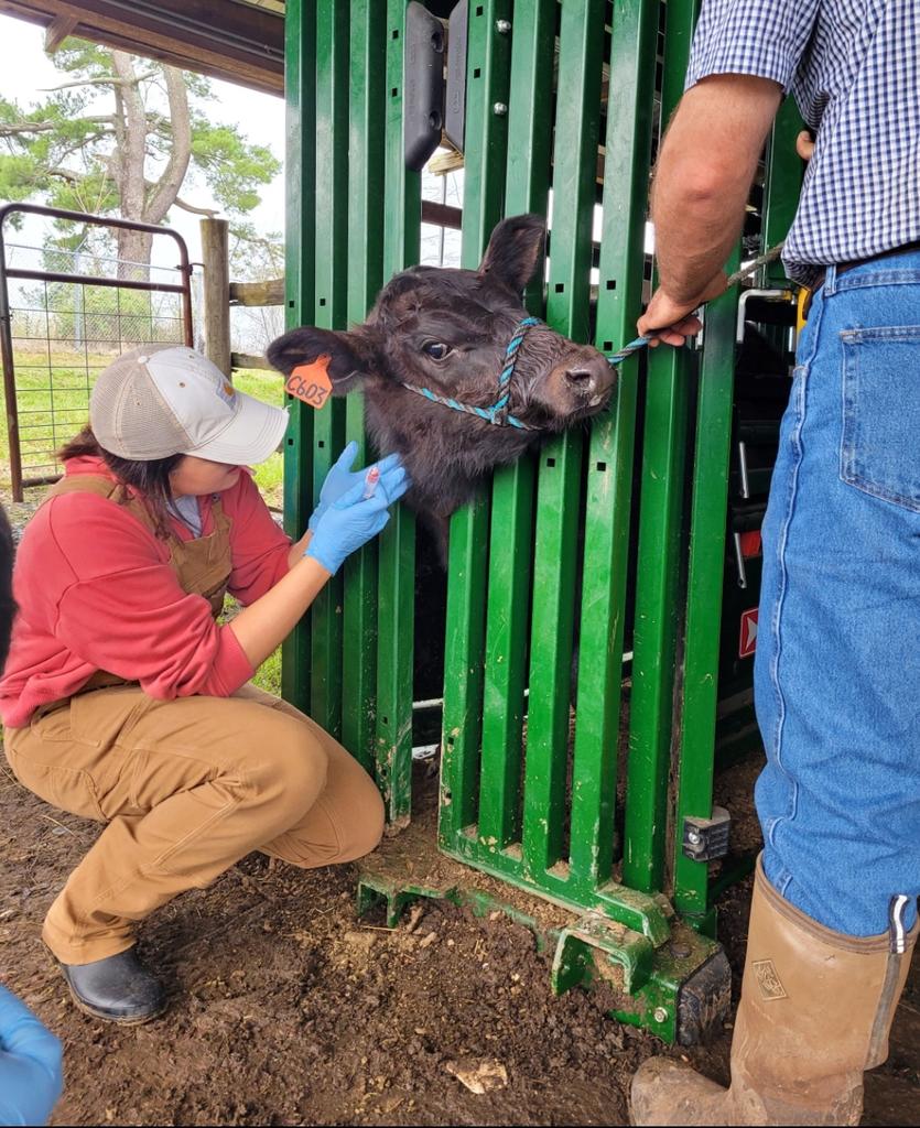 Dr. Nico Negrin Pereira's undergraduate researcher injects young bull