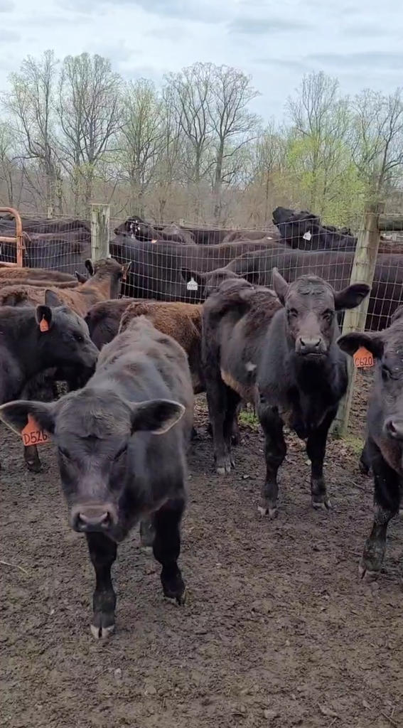 Dams and bull calves at the NC State Upper Piedmont Research Station