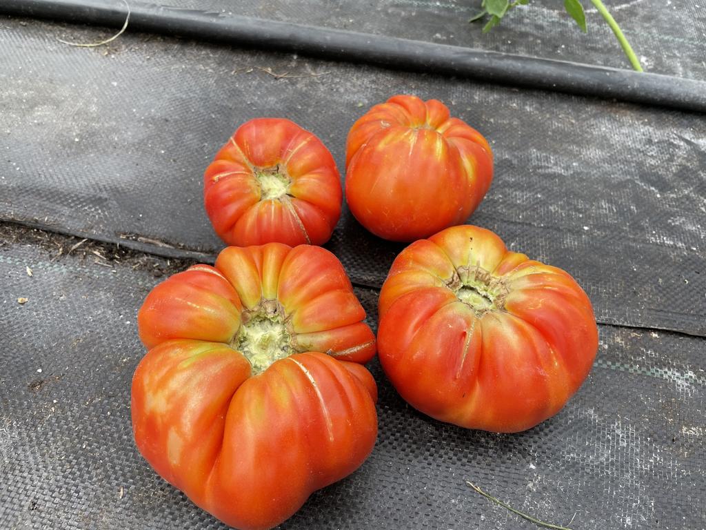 Tomatoes are a staple for organic gardening