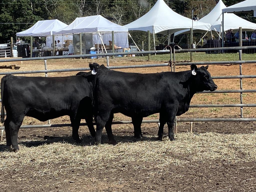 Group of 18-month-old Angus heifers
