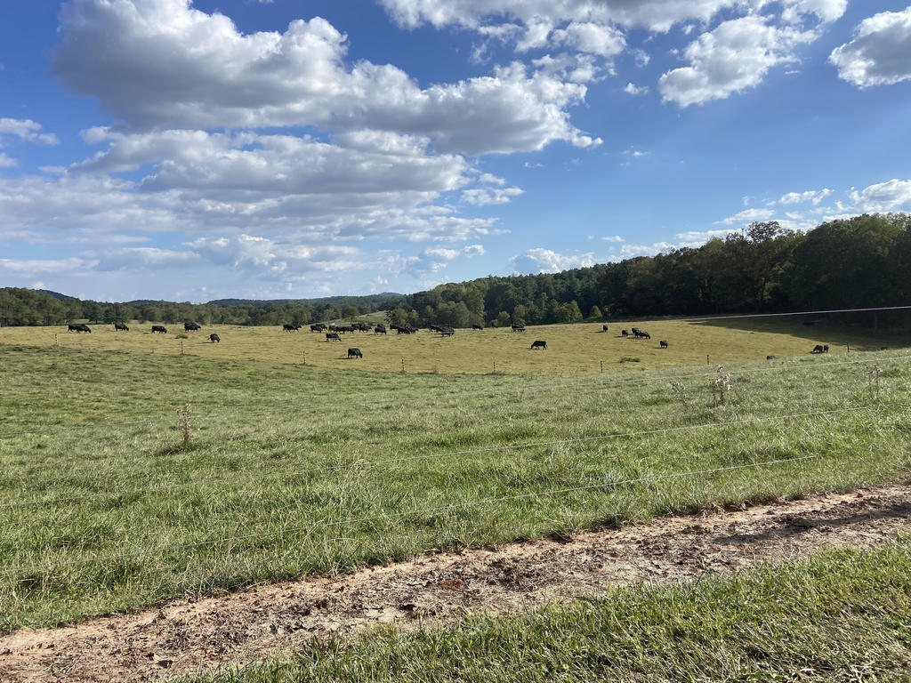 The Biltmore Angus herd grazing