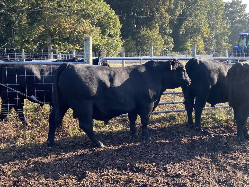 Group of 18-month-old bulls