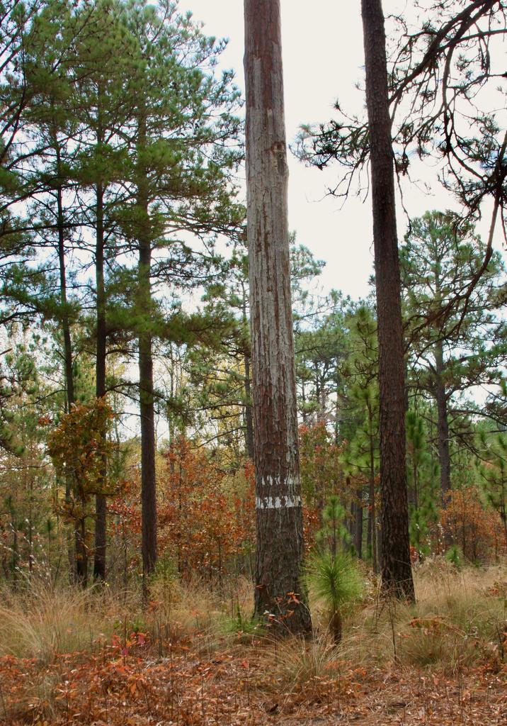 Longleaf pine tree, coated with resin, is home to red-cockaded woodpeckers