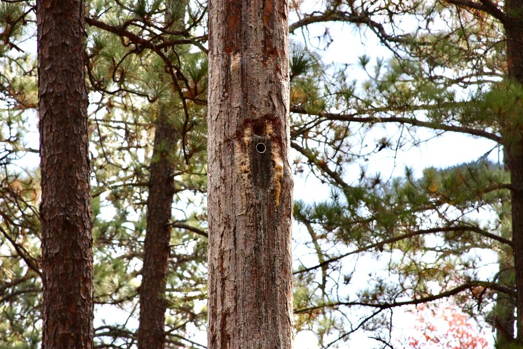 Longleaf pine tree, coated with resin, contains a wooden cavity insert for red-cockaded woodpeckers