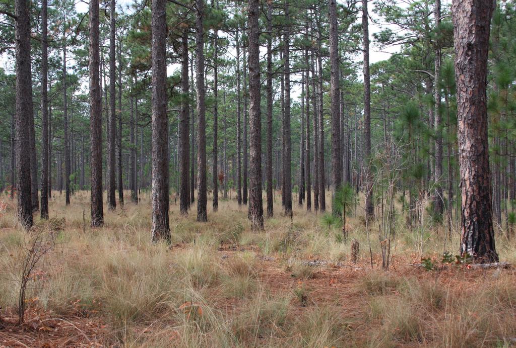 Longleaf pine trees in the overstory, and wiregrass in the groundcover