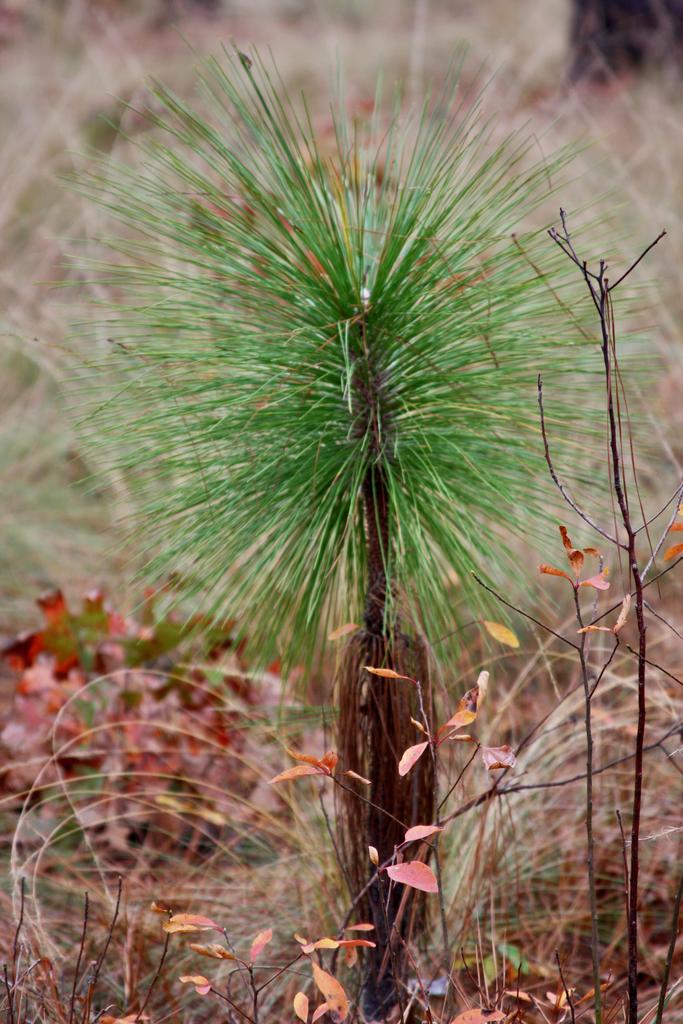 Longleaf pine sapling