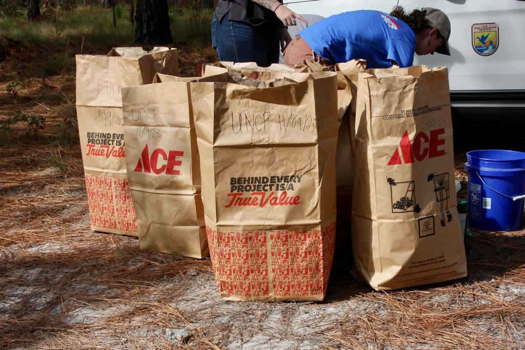 Paper bags containing freshly harvested wiregrass seeds