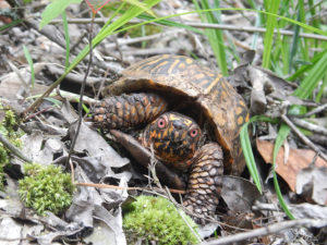 Box turtle in longleaf pine ecosystem (@photo by John Roe)