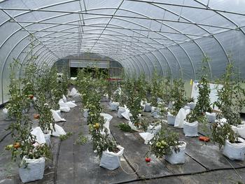 tomatoes growing in bags in a high tunnel