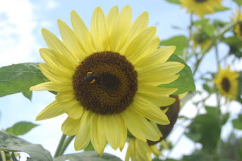 Sunflower in the UNCP Campus Garden & Apiary