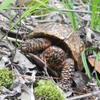 Box turtle in longleaf pine ecosystem (@photo by John Roe)