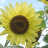 Sunflower in the UNCP Campus Garden & Apiary